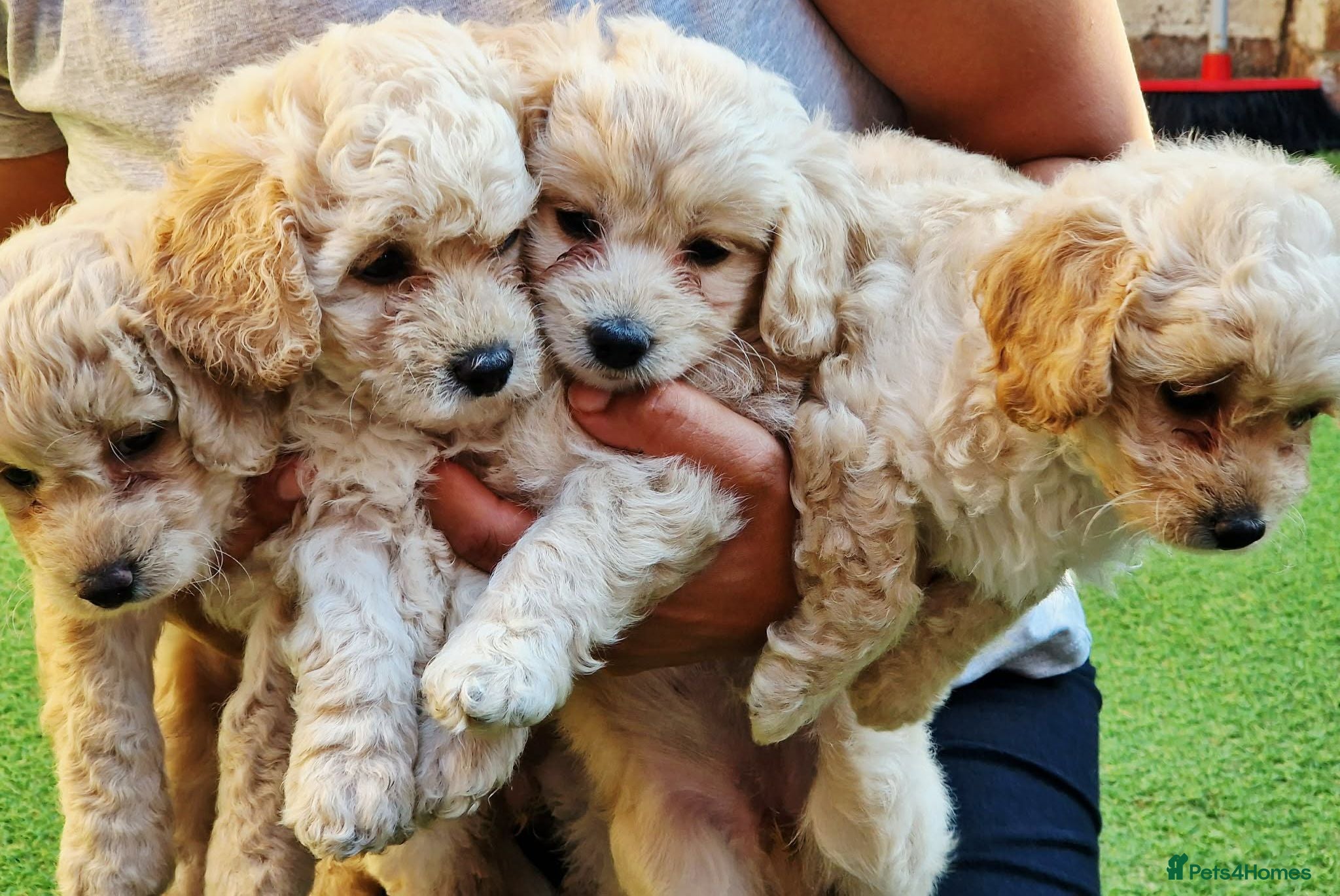 Bichon Frise dogs Bichon Maltese  - Advert 14