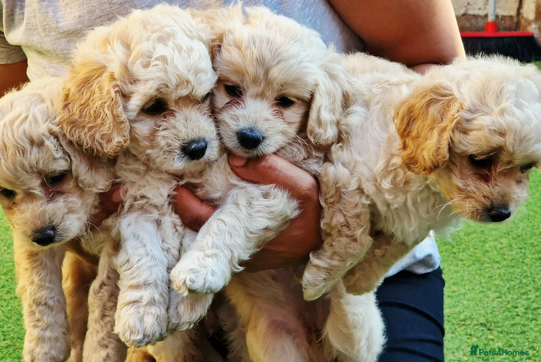Bichon Frise dogs for sale: Bichon Maltese  - Advert 1