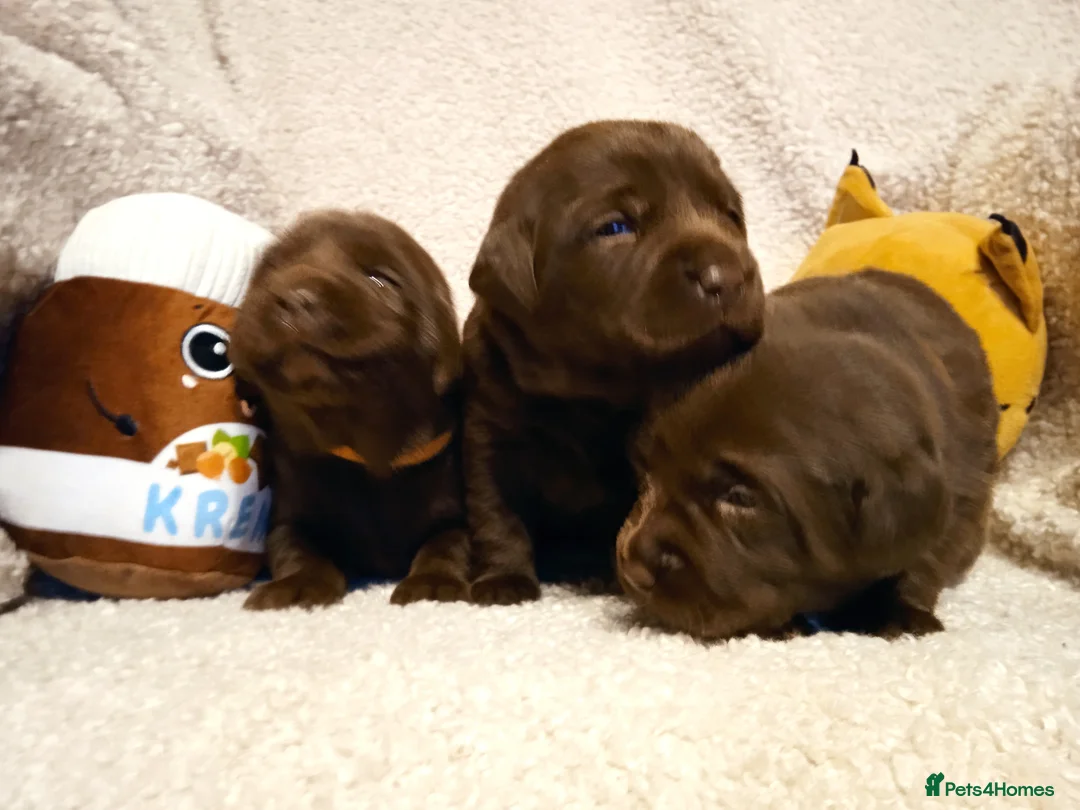 Labrador Retriever dogs for sale: KC CHOCOLATE LABRADORS PUPPIES, H TESTED PARENTS  - Advert 13