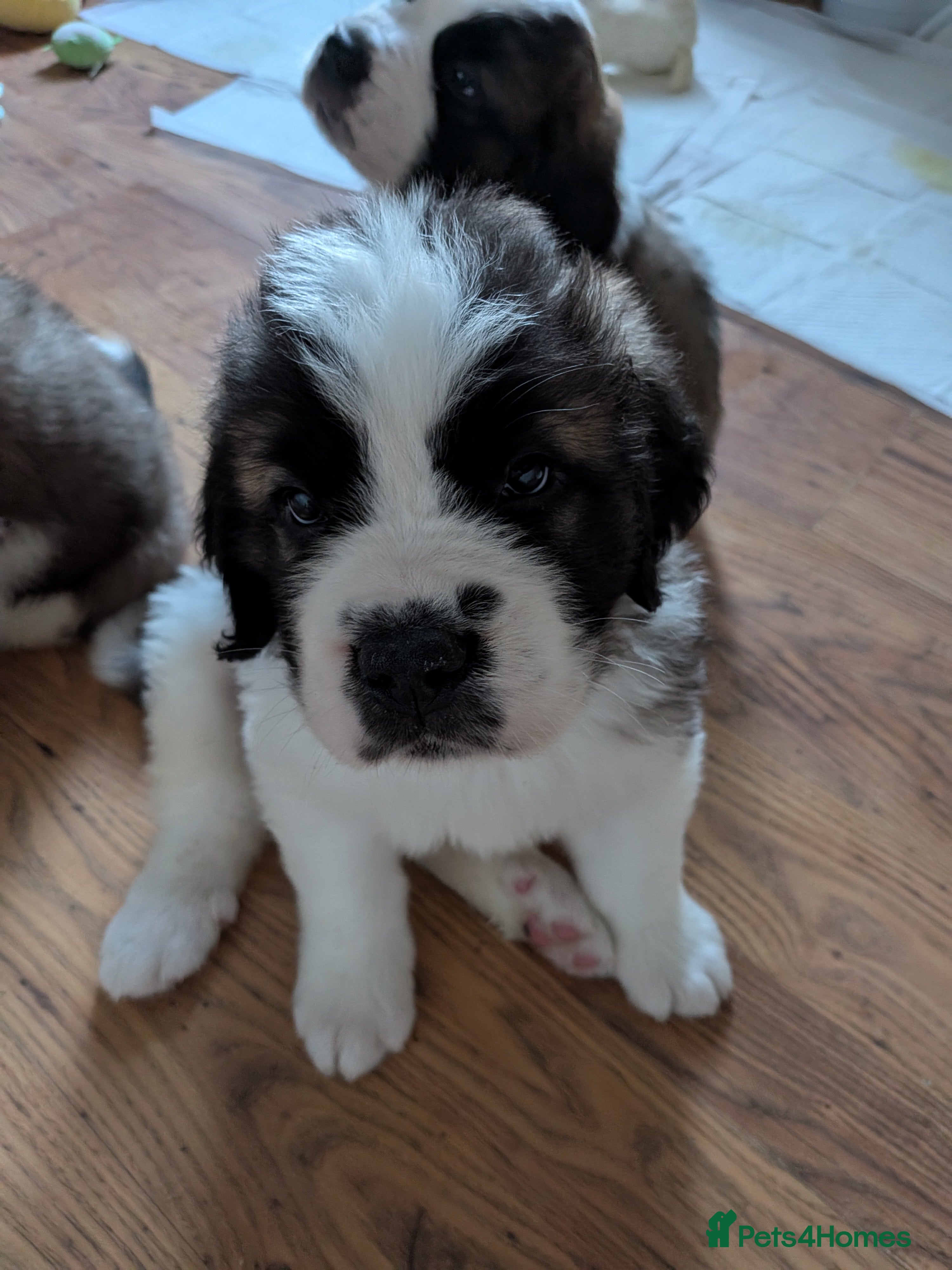 Saint Bernard dogs Saint Bernards KC registered, Hip and Elbow scored - Advert 2
