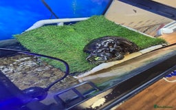 Turtle reptiles for sale: 3x Yellow slider turtles - Image 5