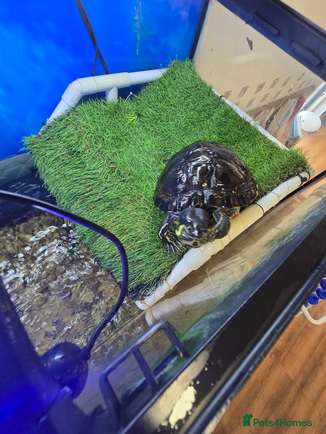 Turtle reptiles for sale: 3x Yellow slider turtles - Image 5