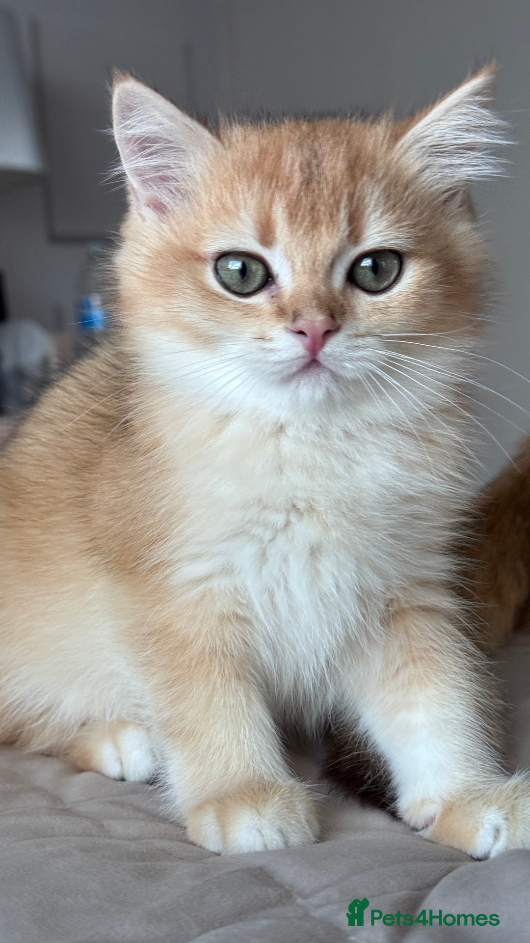 British Shorthair cats for sale: GCCF BSH ONE BOY READY TO GO GOLDEN BLACK TIPPED  - Advert 18