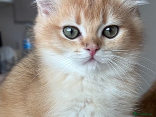 British Shorthair cats GCCF BSH BOY AND GIRL LEFT GOLDEN BLACK TIPPED - Advert 1