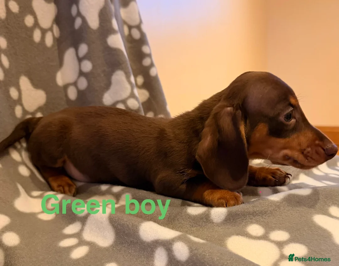 Miniature Dachshund dogs for sale: Miniature Dachshund male puppies - Advert 2