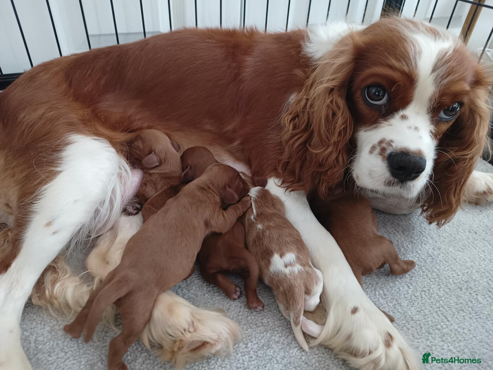 Cavalier King Charles Spaniel dogs Beautiful King Charles Spaniel Puppies  - Advert 11