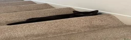 Mixed Breed cats for sale: Black kitten boy in Radlett - Advert 3