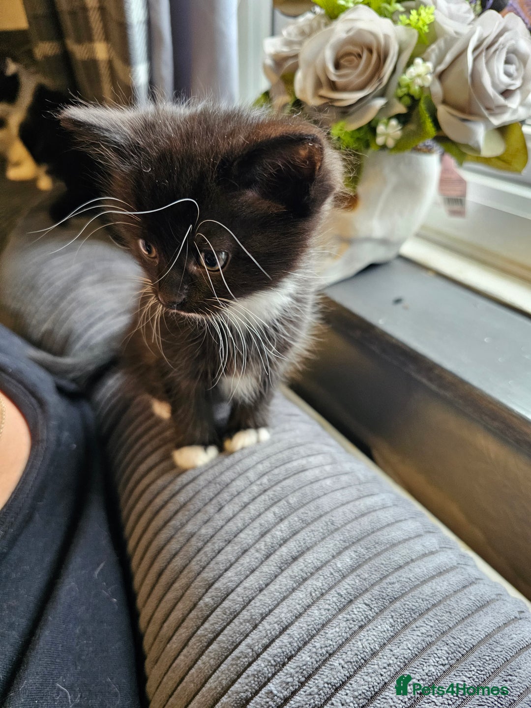 Mixed Breed cats for sale: Kittens 3 boys - Image 2
