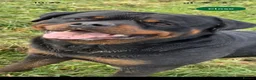 Rottweiler dogs for sale: BEAUTIFUL ROTTWEILER PUPPIES - Advert 22
