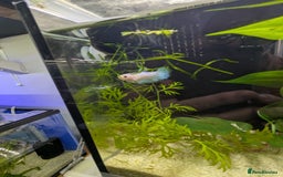Bettas fish for sale: Tropical fish,betta samurai,angels,kribs,bn plecos - Image 14