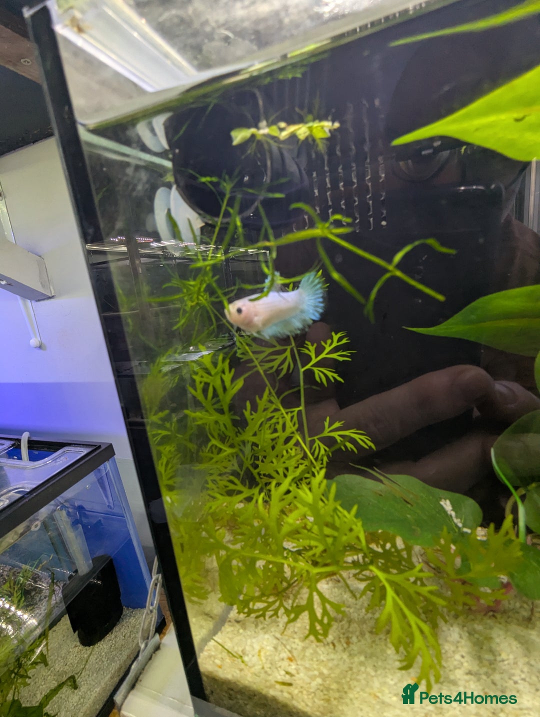 Bettas fish for sale: Tropical fish,betta samurai,angels,kribs,bn plecos - Image 14