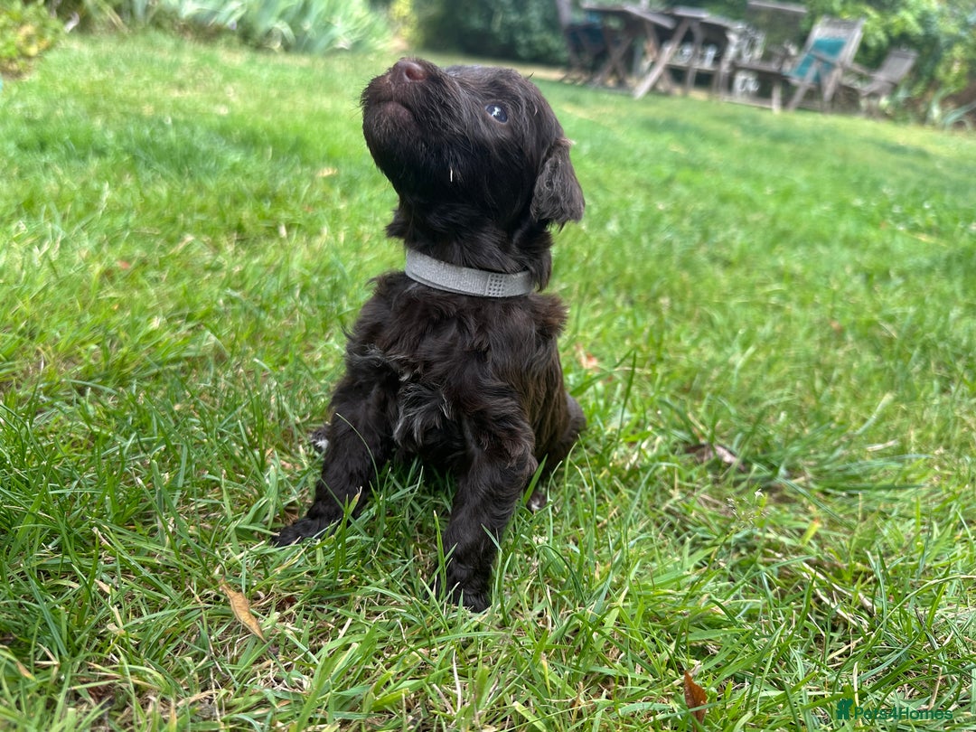 Portuguese Water Dog dogs for sale: Portuguese Water Dog puppies for sale in Oakham - Image 3