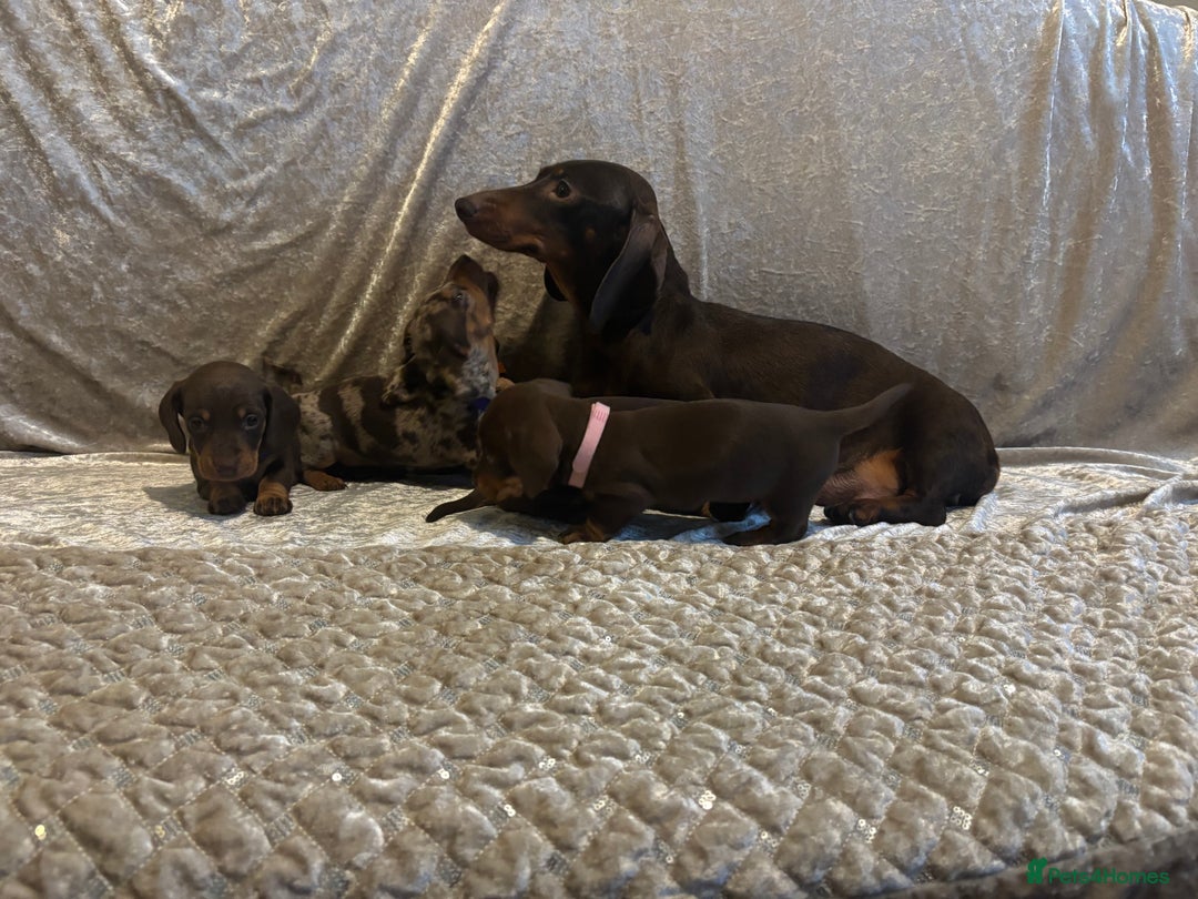Miniature Dachshund dogs for sale: Mini Dachshund Available - Advert 3