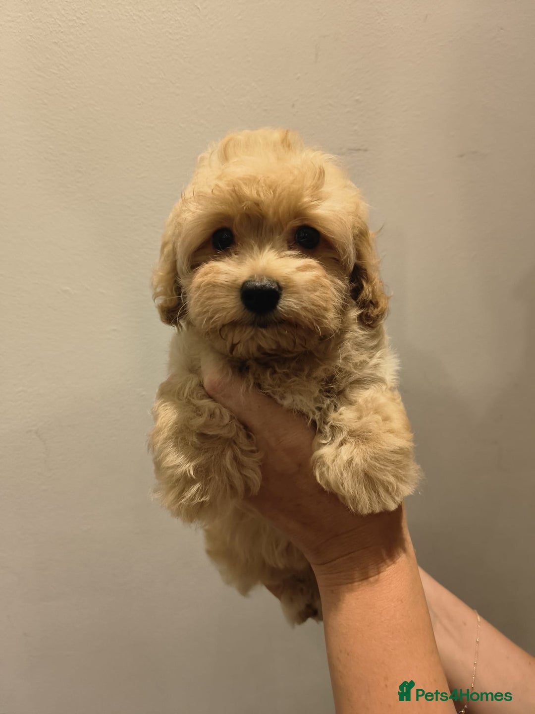 Maltipoo dogs for sale: Tiny maltipoo puppies - Image 7