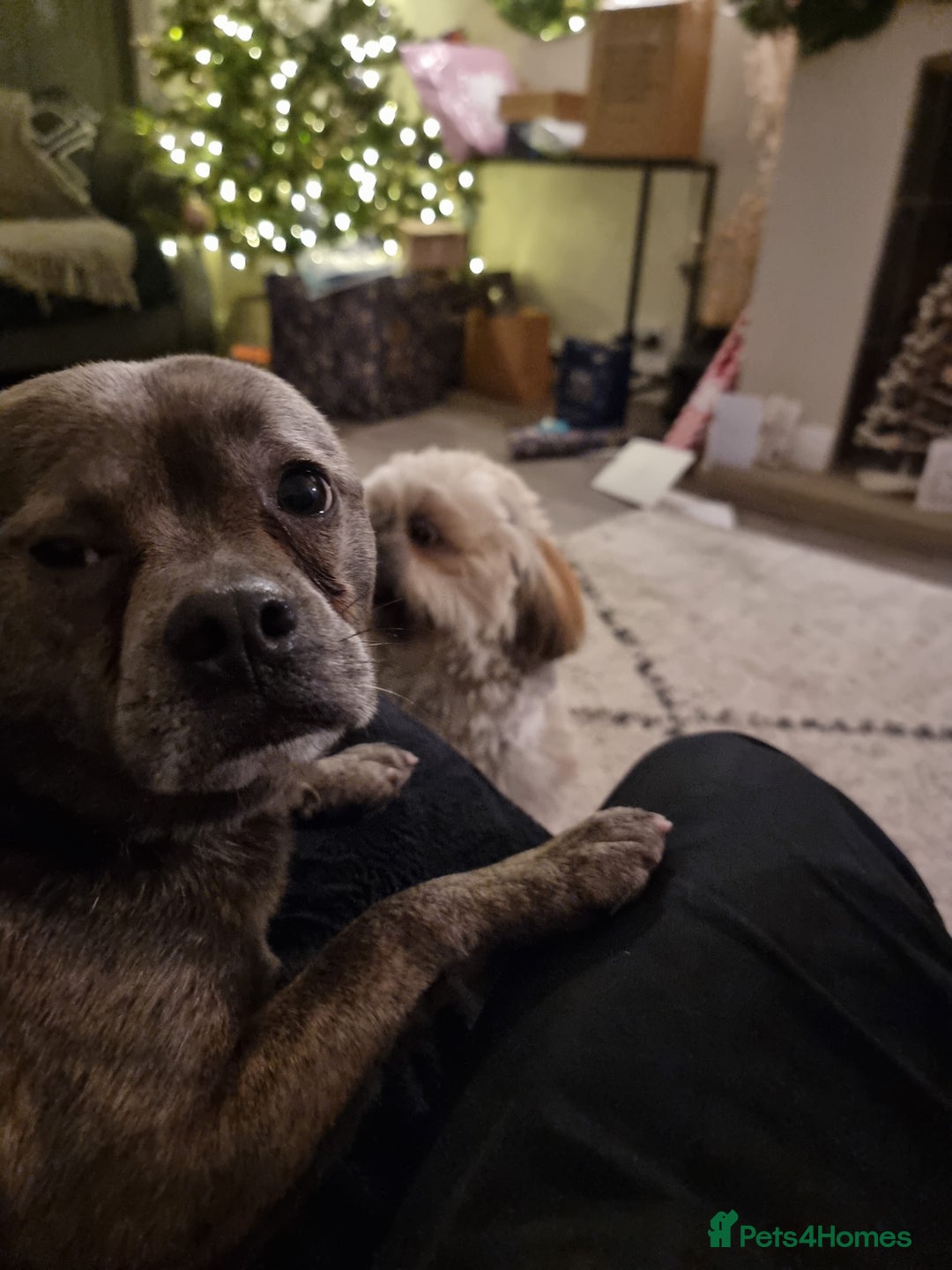 Mixed Breed dogs for sale: Ronnie  - Advert 19