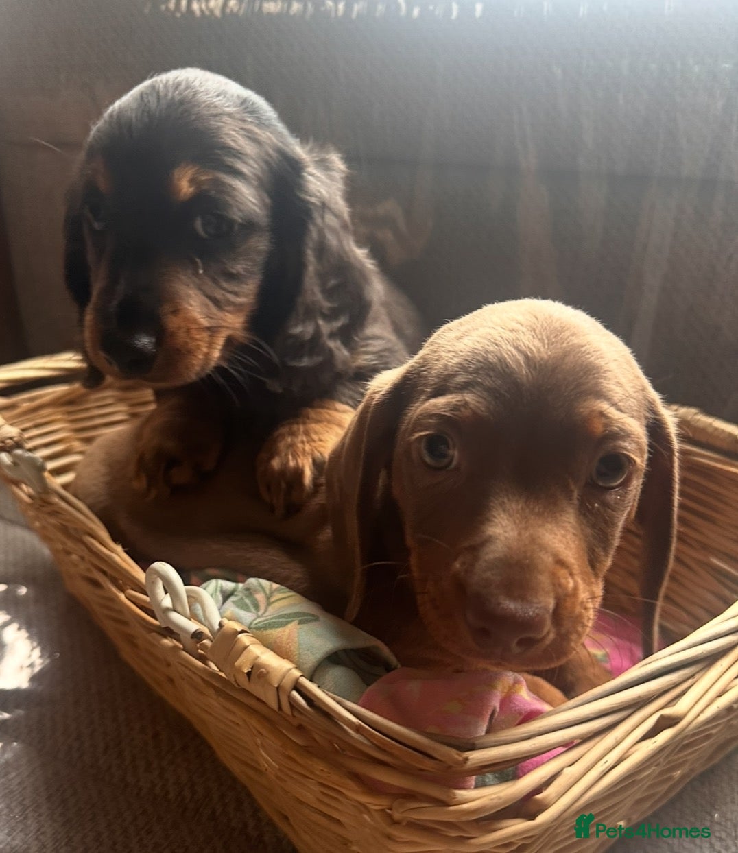 Dachshund dogs Dachshund  - Advert 11