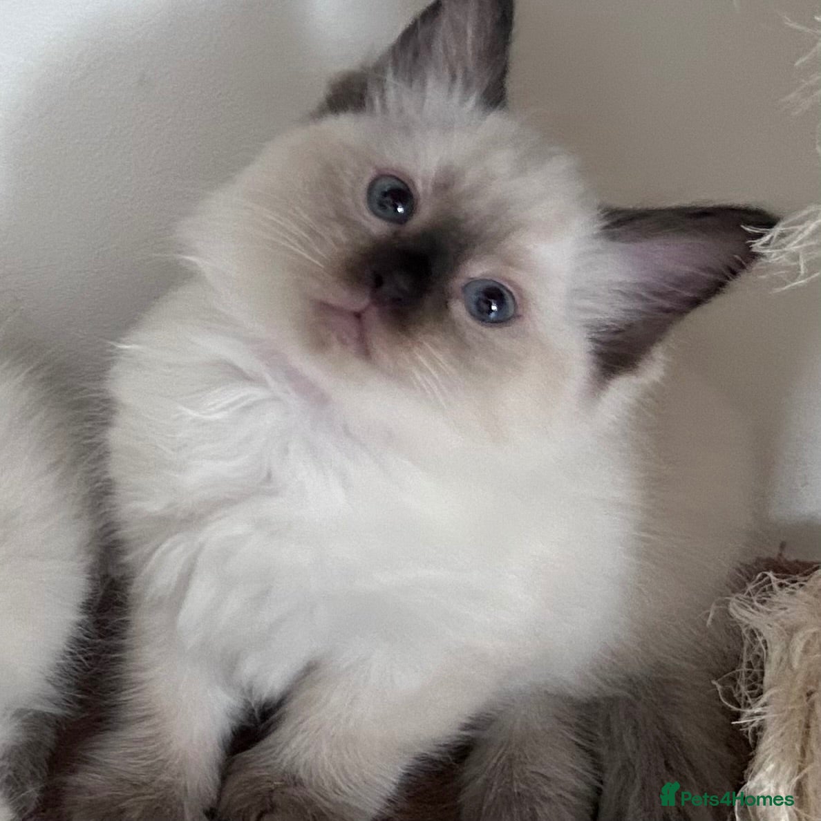 Ragdoll cats Stunning Ragdoll kittens💙&🩷 - Advert 6