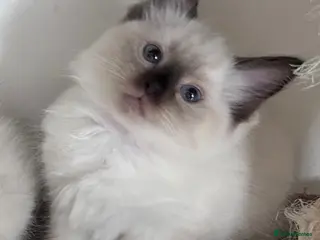 Ragdoll cats Stunning Ragdoll kittens💙&🩷 - Advert 6