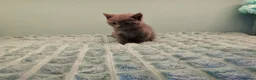 British Shorthair cats for sale: Blue British short hair X kittens  - Advert 11