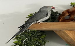 Ringnecks birds for sale: Grey ringneck  - Image 1