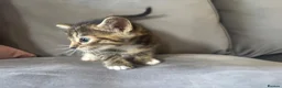 Ragdoll cats for sale: Lovely kittens for sale - Advert 7