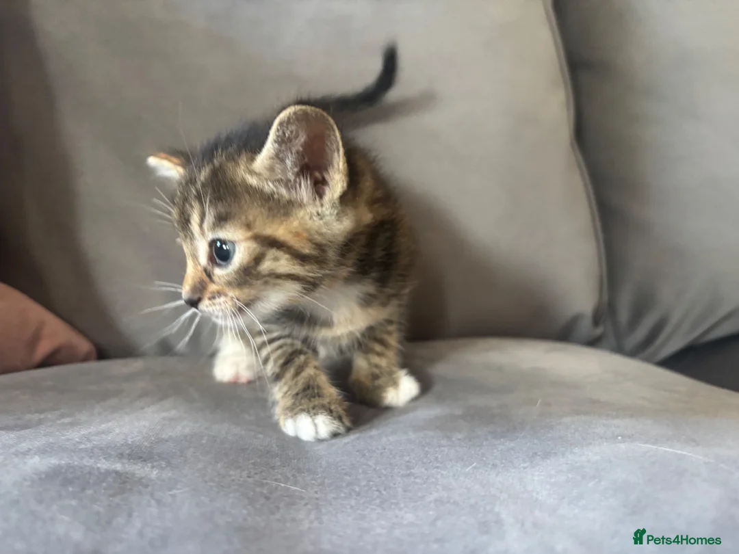 Ragdoll cats for sale: Lovely kittens for sale - Advert 7