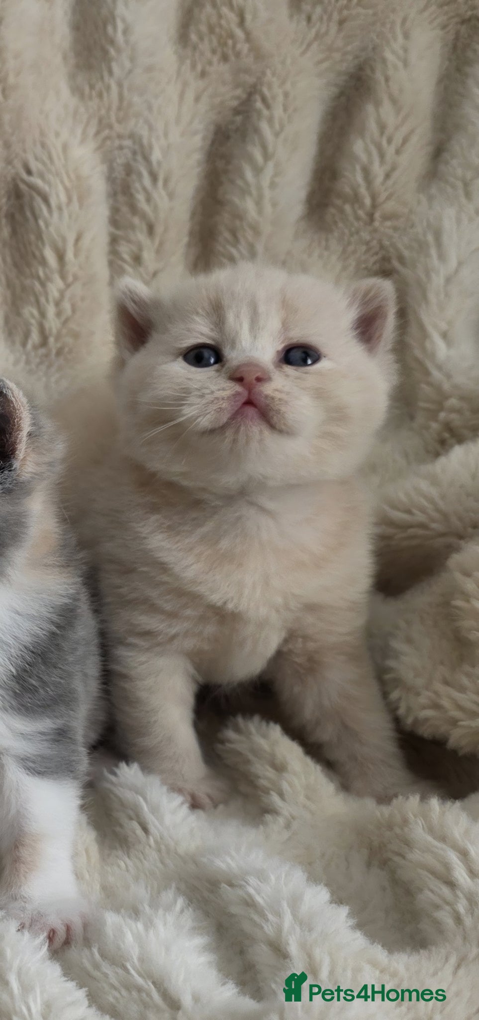 British Shorthair cats for sale: Beautiful champion GCCF British Shorthair Kittens  - Advert 14