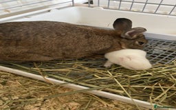 Netherland Dwarf rabbits for sale: Beautiful pure Netherland drawf baby bunnies  - Advert 7