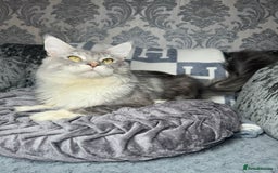 Maine Coon cats for sale: Stunning Maine Coon Girl Kittens Ready Now  - Image 6