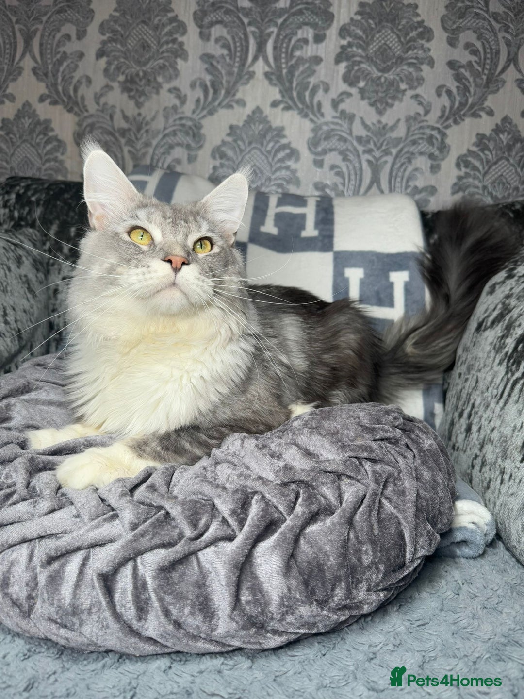 Maine Coon cats for sale: Stunning Maine Coon Girl Kittens Ready Now  - Image 6
