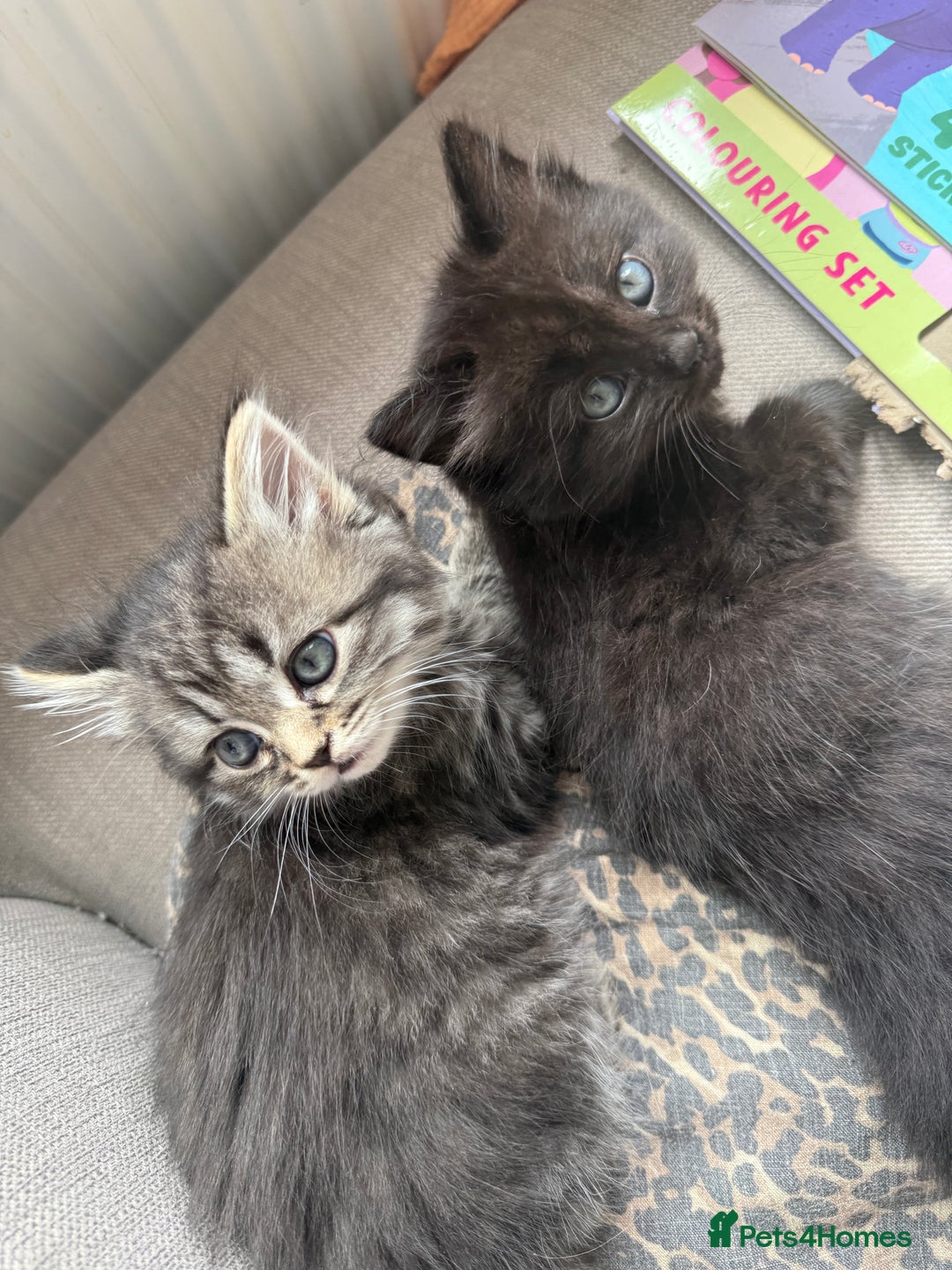 Persian cats for sale: Persian BSH kittens ready next weekend - Image 11