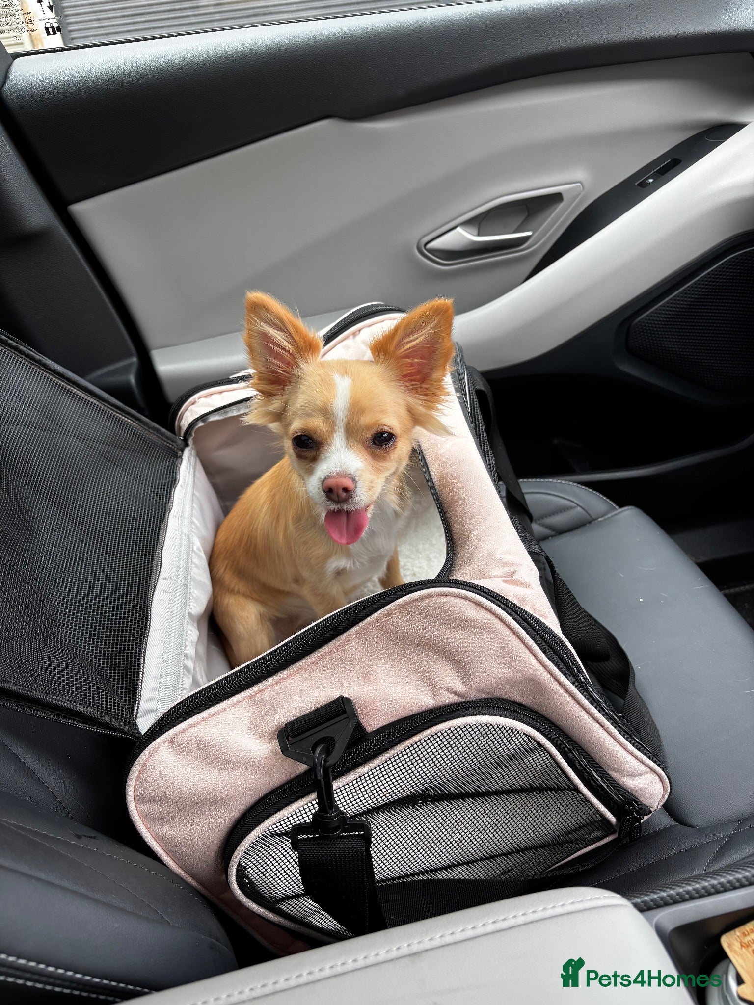 Chihuahua dogs 10 months old female chihuahua  - Advert 4