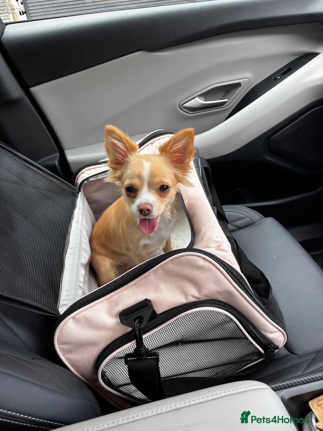 Chihuahua dogs for sale: 10 months old female chihuahua  - Advert 1