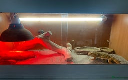 Bearded Dragon reptiles for sale: Bearded Dragon - Image 7