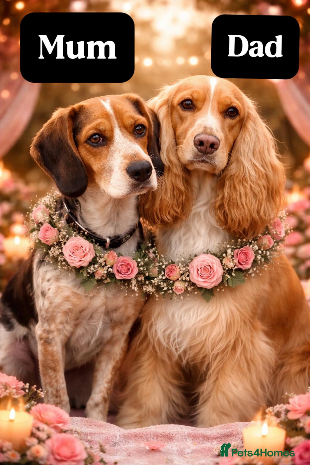 Bocker dogs Cocker spaniel show cross - Advert 4