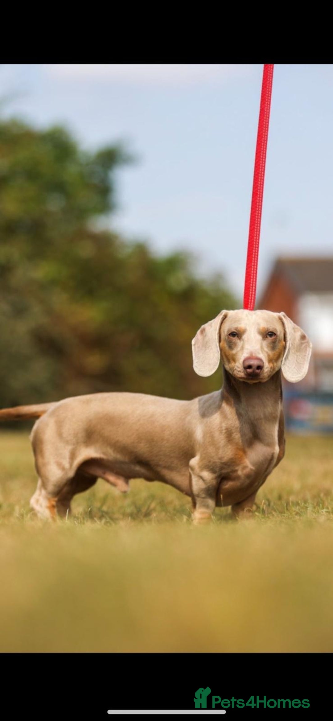 Miniature Dachshund dogs for stud: Kc reg miniature dachshunds for stud  - Image 5