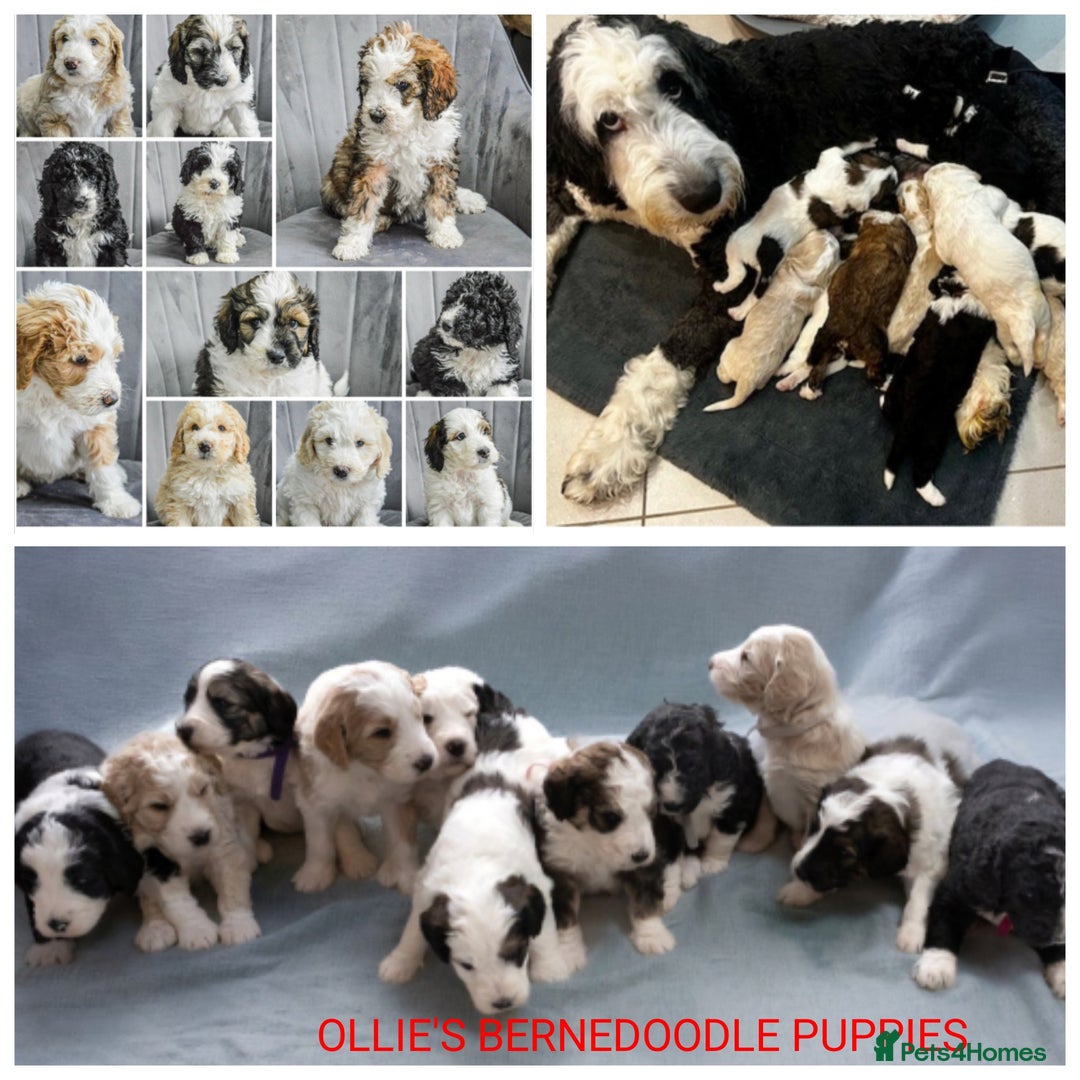 Miniature Poodle dogs for stud: FULLY HEALTH TESTED MINIATURE POODLE in Kettering - Image 28