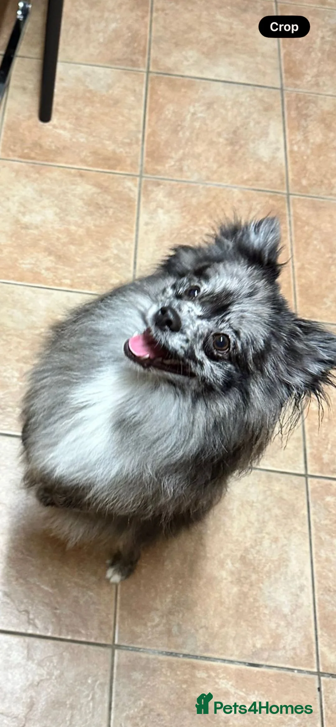 Pomeranian dogs for sale: Pomeranian  - Advert 3