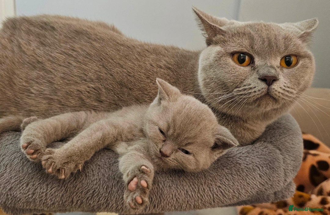 British Shorthair cats for sale: GCCF- BSH- Lilac boy and Blue girl - Advert 1