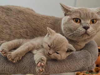 British Shorthair cats GCCF- BSH- Lilac boy and Blue girl - Advert 4