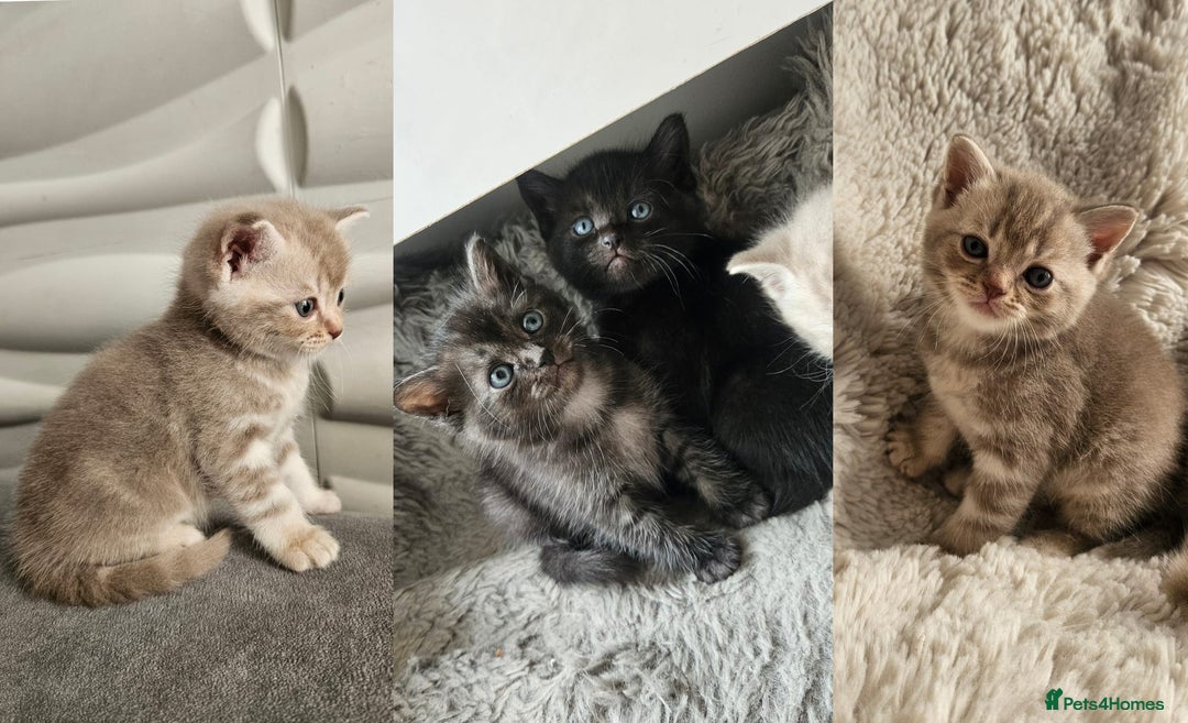 Burmese cats for sale: Beautiful Burmese x British kittens for sale 🤍  - Image 2