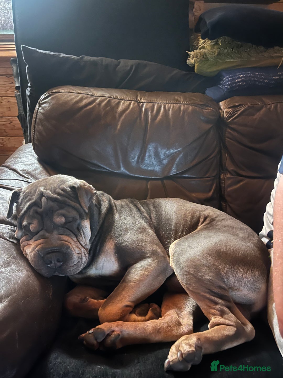 Mixed Breed dogs for sale: Snoop dog - Image 10