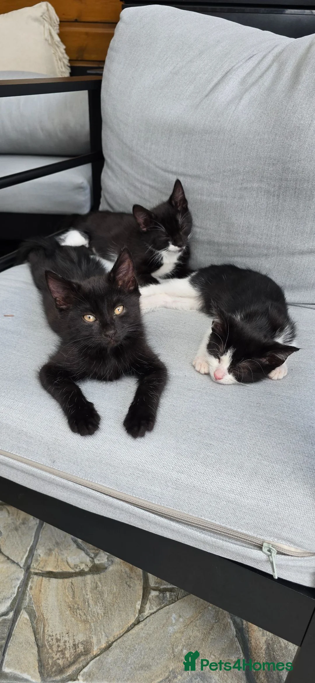 Mixed Breed cats for sale: Female kittens  in Romford - Advert 1