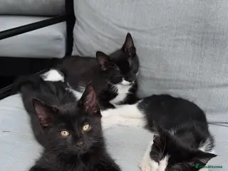Mixed Breed cats Female kittens - Advert 1