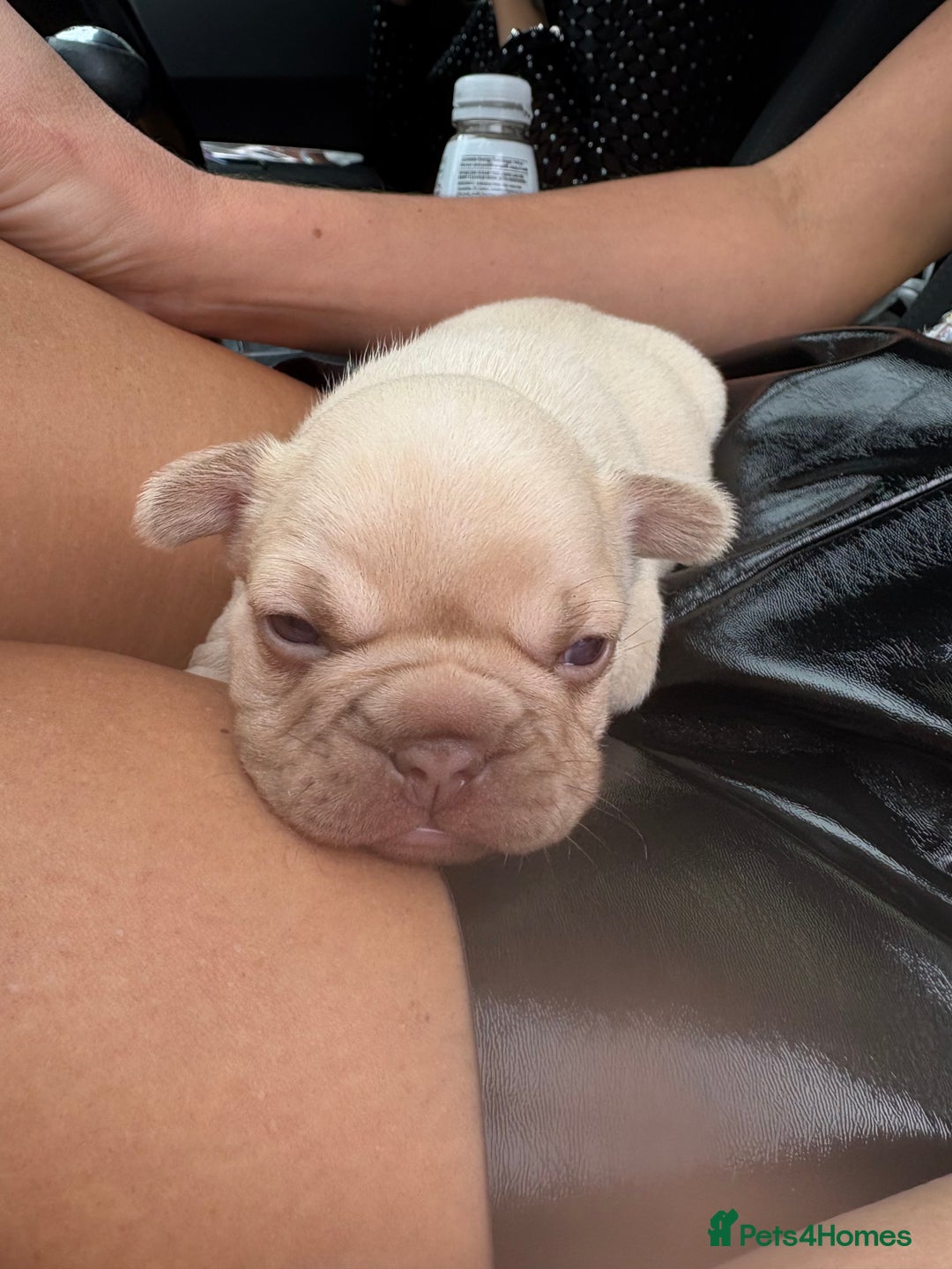 French Bulldog dogs for sale: French bulldog girl - Advert 5