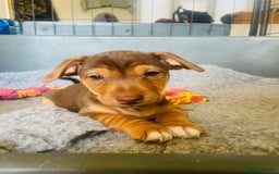 Jack Russell dogs for sale: 🐾 Miniature Jack Russell Puppies 🐾 - Image 1
