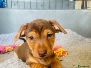 Jack Russell dogs - Advert 2