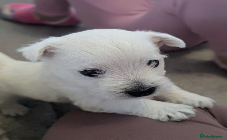West Highland Terrier dogs in Mansfield - Advert 5
