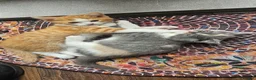 Selkirk Rex cats for sale:  Beautiful Home-Raised Selkirk Rex&BSH Kittens 😻 - Advert 7