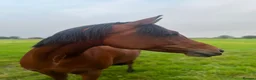 Arabian horse horses for sale: Eyecatching Arabian Gelding - Allrounder in Northallerton - Advert 3